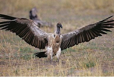 《死亡庄园 》最终更新发布 好评肉鸽射击名作